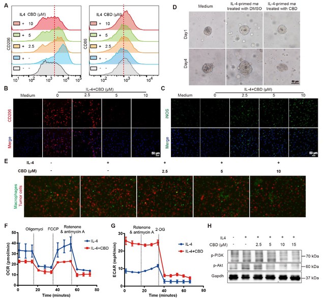 南京大學(xué)生科院孫洋課題組揭示大麻二酚抑制結(jié)直腸癌進(jìn)展的分子機(jī)制-肽度TIMEDOO