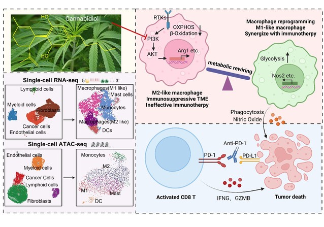 南京大學(xué)生科院孫洋課題組揭示大麻二酚抑制結(jié)直腸癌進(jìn)展的分子機(jī)制-肽度TIMEDOO