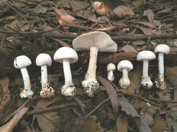 “毒王”蘑菇，解藥有望！-肽度TIMEDOO