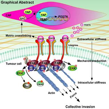 廈門大學歐陽高亮教授團隊發(fā)現(xiàn)腫瘤基質硬度促進乳腺癌腫瘤細胞集體侵襲-肽度TIMEDOO