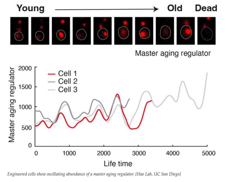 從酵母細胞到人類細胞:合成生物學(xué)為延長壽命探索新途徑-肽度TIMEDOO
