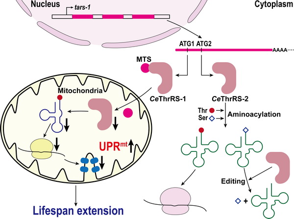 科學家揭示線粒體翻譯損傷通過激活線粒體UPR延長線蟲壽命-肽度TIMEDOO