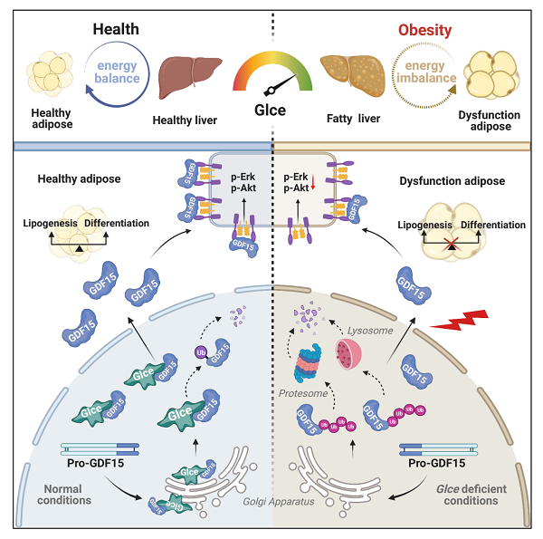 上海藥物所等發(fā)現(xiàn)肥胖的潛在治療新靶點-肽度TIMEDOO