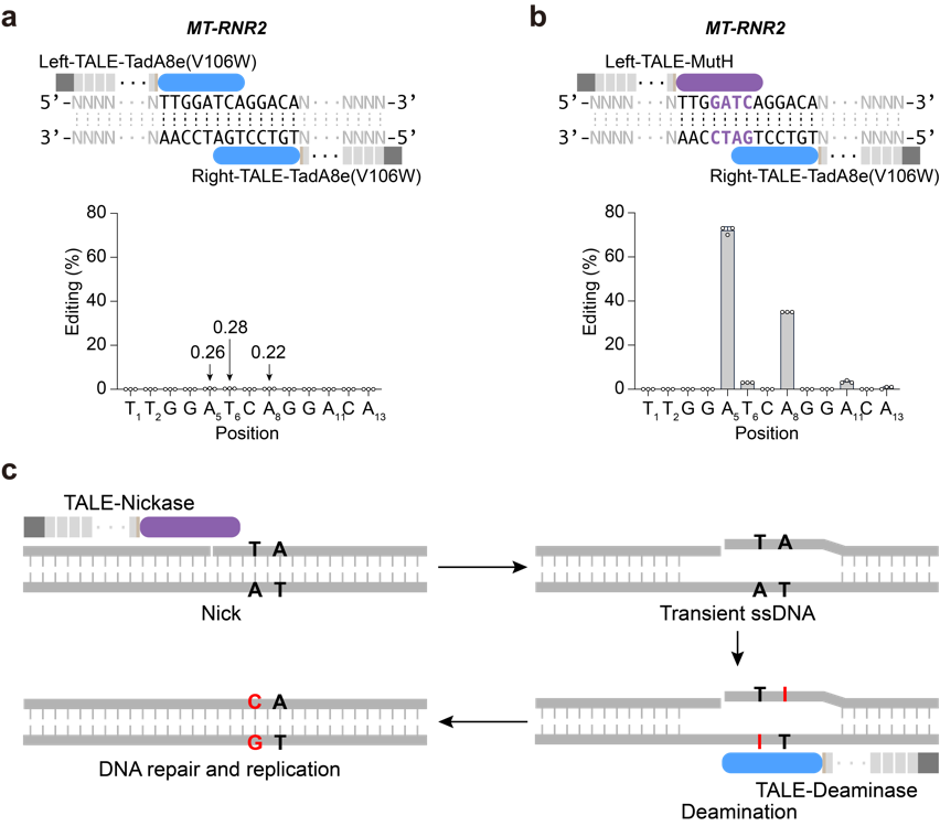 北京大學(xué)生命科學(xué)學(xué)院魏文勝課題組報道新型線粒體堿基編輯器-肽度TIMEDOO