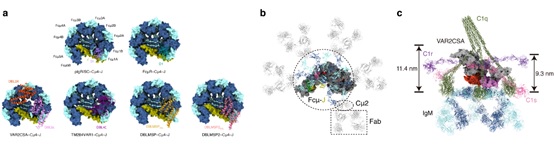 f0662cf16be042db89bcc15f7fa4ba51.jpg 北京大學(xué)生命科學(xué)學(xué)院肖俊宇課題組發(fā)現(xiàn)惡性瘧原蟲演化出多種“劫持”IgM的分子機(jī)制-肽度TIMEDOO