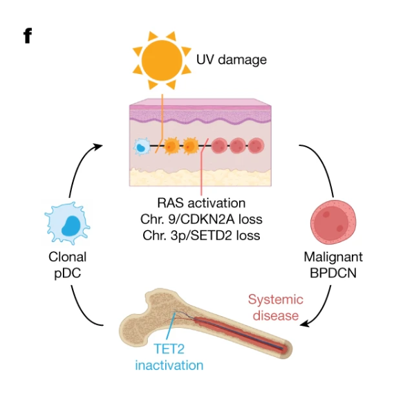 《自然》新研究發(fā)現(xiàn)紫外線可誘導(dǎo)罕見白血病發(fā)生-肽度TIMEDOO