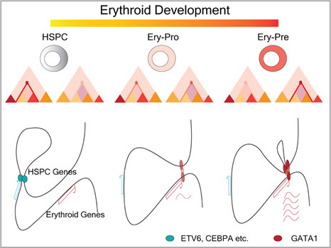 ab134e06831c49b492b6fdb78d713611.png 北京大學(xué)生命科學(xué)學(xué)院李湘盈課題組解析紅細胞發(fā)育各階段的多維度染色質(zhì)動態(tài)-肽度TIMEDOO