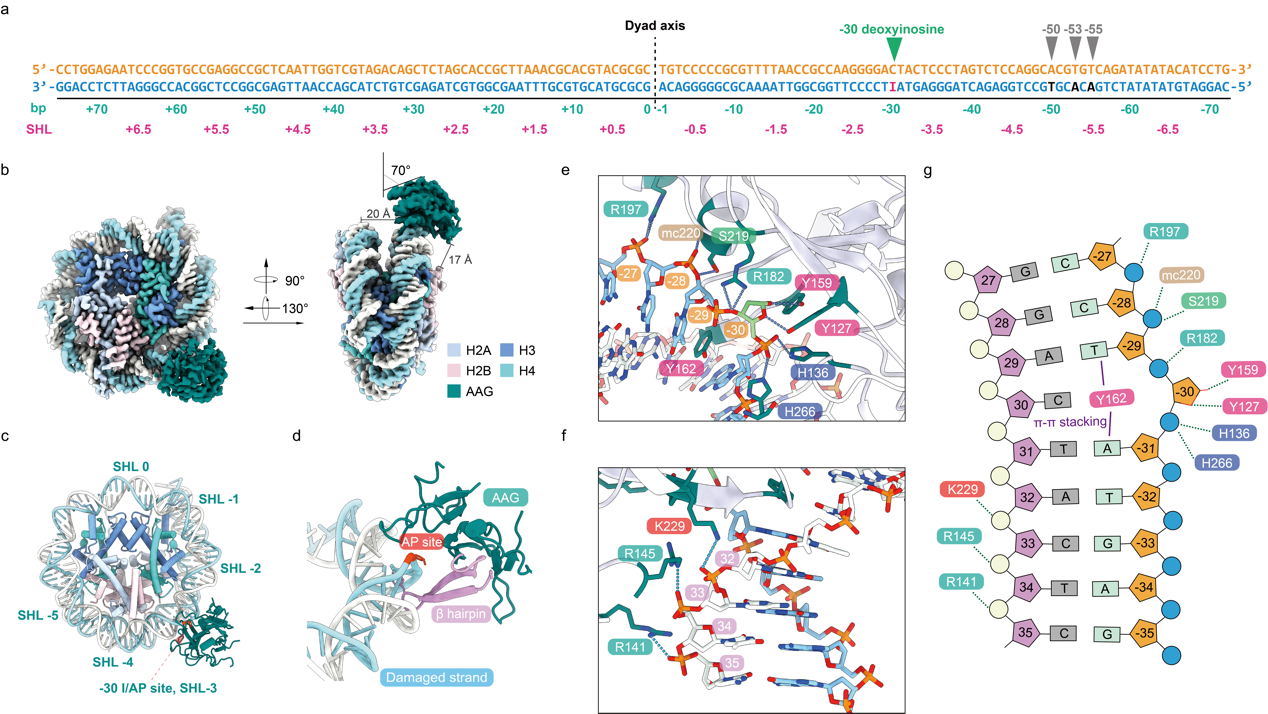 北京大學(xué)生命科學(xué)學(xué)院高寧課題組揭示DNA糖基化酶在核小體上的堿基切除機(jī)制-肽度TIMEDOO