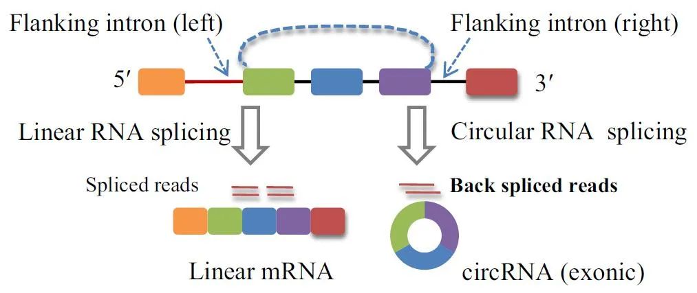 環(huán)碼生物宣布與輝瑞達(dá)成研發(fā)合作協(xié)議，共同探索環(huán)形RNA療法的潛力-肽度TIMEDOO