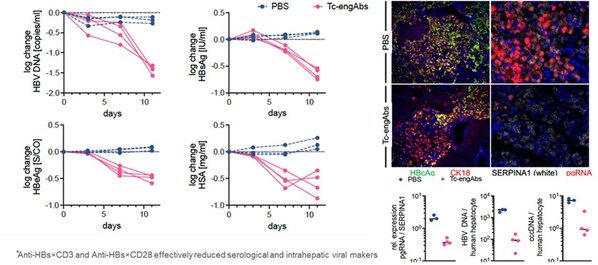 成功突破乙肝功能性治愈的根本性障礙，星漢德生物全球首創(chuàng)雙特異性抗體榮獲 EASL最佳報(bào)告獎(jiǎng)-肽度TIMEDOO