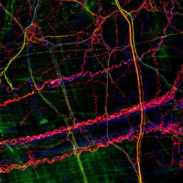 揭示腸腦連接:研究發(fā)現(xiàn)結(jié)腸神經(jīng)元的多樣性與功能-肽度TIMEDOO