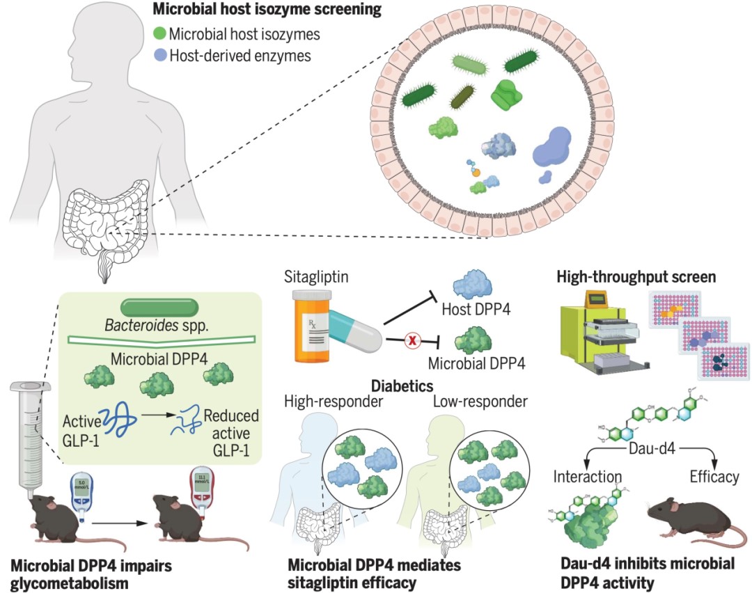 我國科學(xué)家研究發(fā)現(xiàn)DPP4可作為抗糖尿病新靶點-肽度TIMEDOO