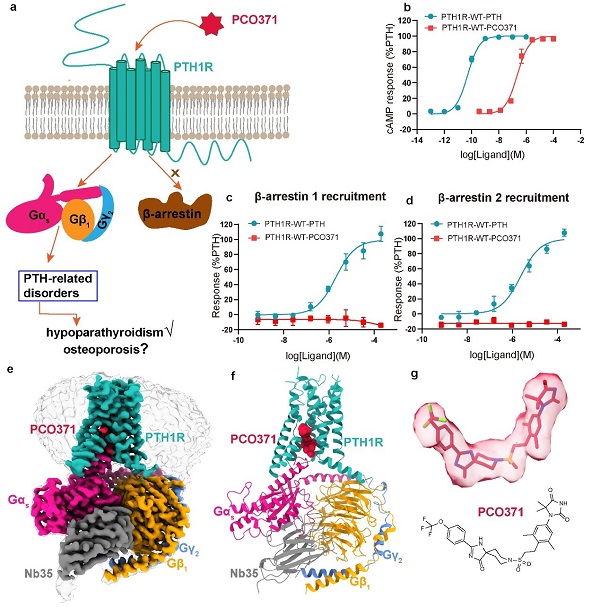 中科院揭示B類GPCRs新型小分子藥物靶點(diǎn)的偏向性激活機(jī)制-肽度TIMEDOO