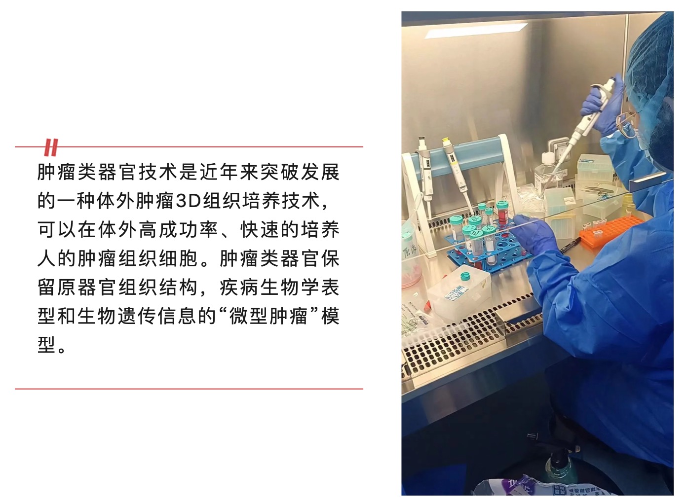 腫瘤類器官技術:解鎖醫(yī)學的未來大門-肽度TIMEDOO