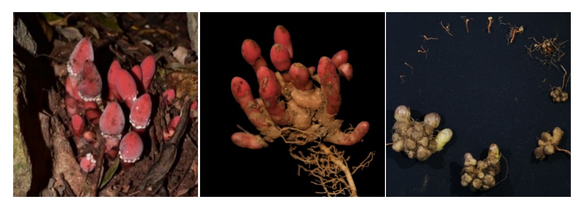 華大等機構破譯蛇菰基因組，揭示植物界“寄生蟲”的演化歷程-肽度TIMEDOO