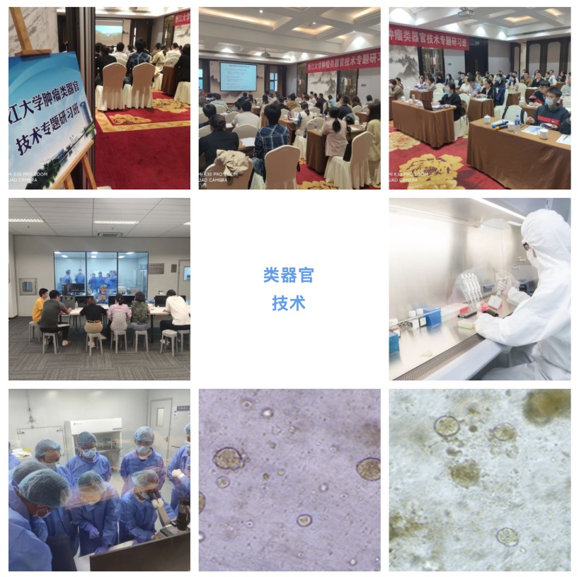 腫瘤類器官技術:解鎖醫(yī)學的未來大門-肽度TIMEDOO