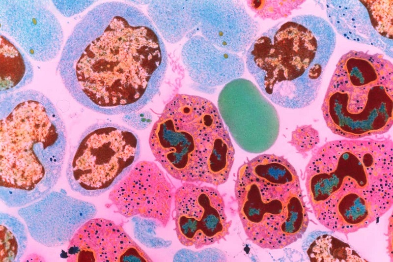 人體內(nèi)細(xì)胞數(shù)量確定，成年男性36萬億，成年女性28萬億-肽度TIMEDOO