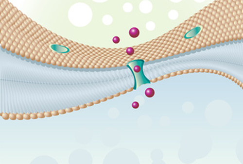 肥胖與脂肪組織的免疫細胞:解開積聚脂肪與健康關(guān)系的新發(fā)現(xiàn)-肽度TIMEDOO