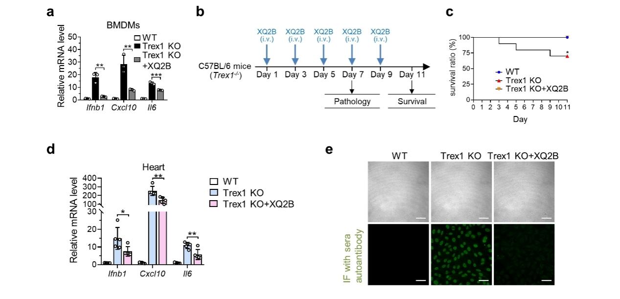 北大全軍民課題組與中大卜憲章課題組合作開發(fā)首個(gè)靶向蛋白質(zhì)-DNA相互作用及液液相分離的cGAS環(huán)肽抑制劑-肽度TIMEDOO