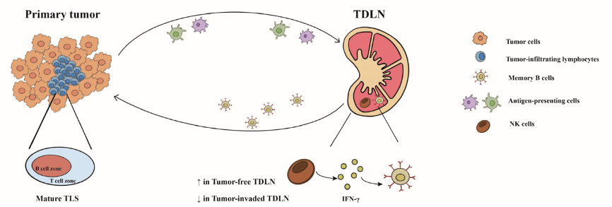 Int J Surg：何建行、朱波、梁文華、蘇春霞合作首次證實(shí)過(guò)度清掃淋巴結(jié)降低免疫治療療效-肽度TIMEDOO