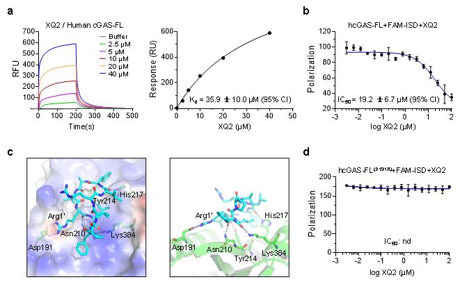 北大全軍民課題組與中大卜憲章課題組合作開發(fā)首個(gè)靶向蛋白質(zhì)-DNA相互作用及液液相分離的cGAS環(huán)肽抑制劑-肽度TIMEDOO