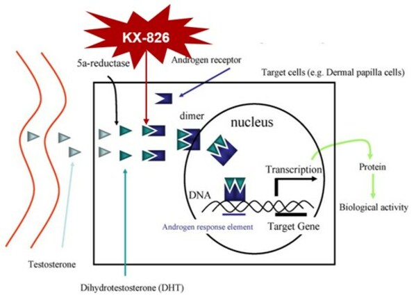 開拓藥業(yè)攜四項(xiàng)臨床研究亮相EADV 2023，KX-826口頭報告獲得廣泛關(guān)注和認(rèn)可-肽度TIMEDOO