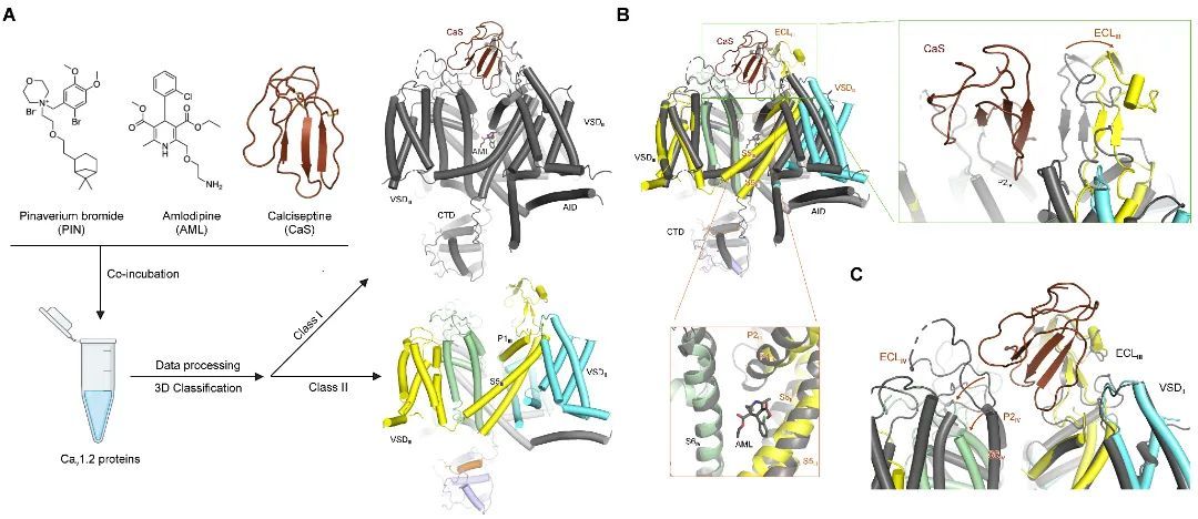 武大教授高帥團(tuán)隊(duì)攜手顏寧等在Cell發(fā)表新成果-肽度TIMEDOO