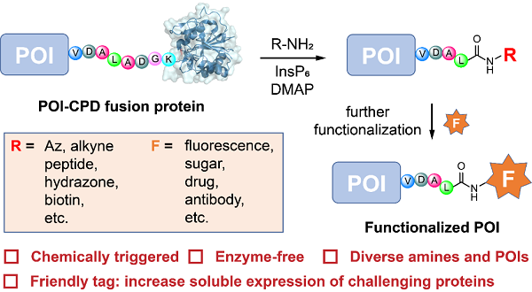 上海藥物所發(fā)展出蛋白質(zhì)C端化學(xué)修飾新方法-肽度TIMEDOO