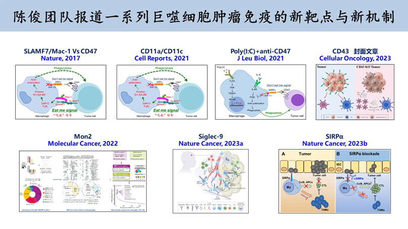 Nature Cancer | 中山大學(xué)中山醫(yī)學(xué)院陳俊團隊報道巨噬細胞受體Sirpα調(diào)控腫瘤免疫逃逸的新機制-肽度TIMEDOO