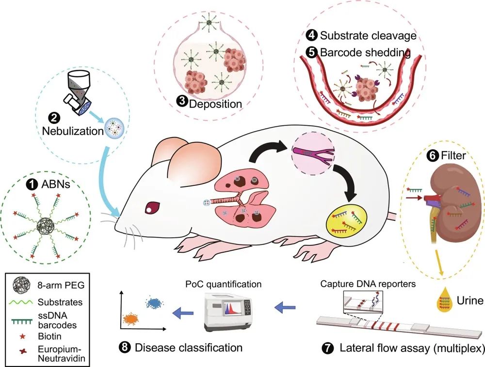 PATROL：納米技術(shù)助力肺癌早期檢測的創(chuàng)新變革-肽度TIMEDOO