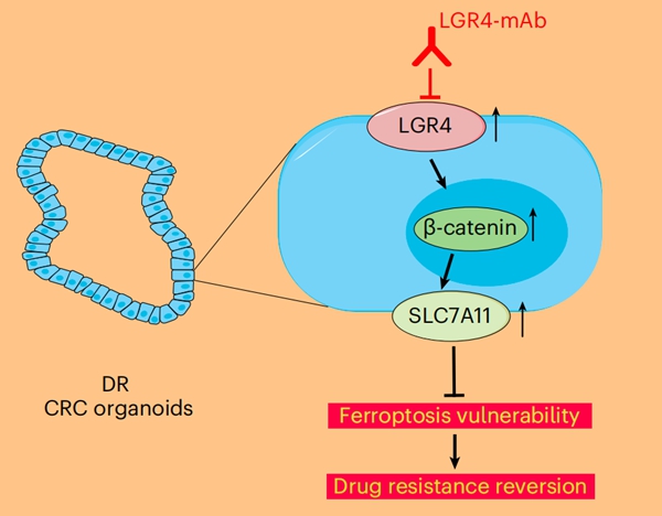 研究揭示結(jié)直腸癌耐藥新機(jī)制-肽度TIMEDOO
