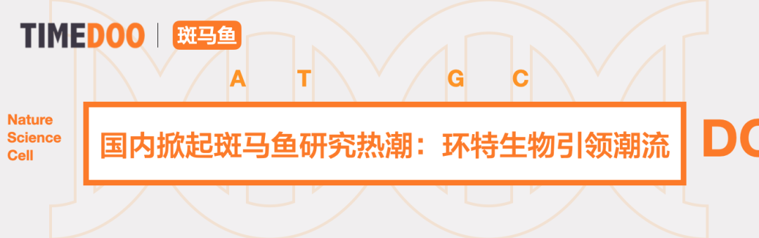 斑馬魚:冉冉升起的生命科學(xué)之星-肽度TIMEDOO