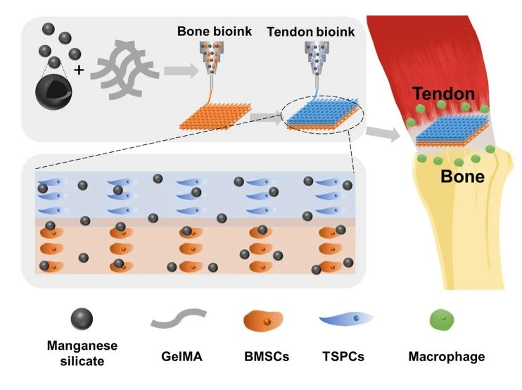 助力肌腱-骨復(fù)!3D打印構(gòu)建免疫多細胞支架-肽度TIMEDOO