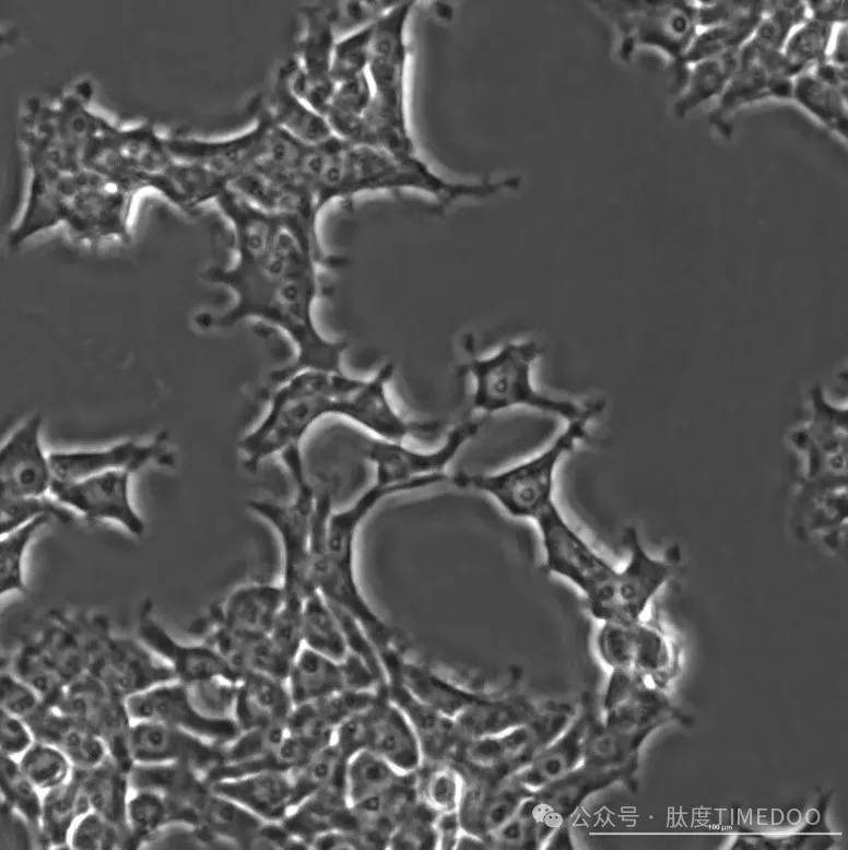 偉大突破！使用AI設計生物系統(tǒng)來編輯人類DNA，就像進行科學登月一樣-肽度TIMEDOO