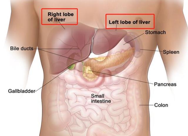 人體最大消化器官最復(fù)雜腫瘤的耐藥之謎，他和團隊攻堅20年-肽度TIMEDOO