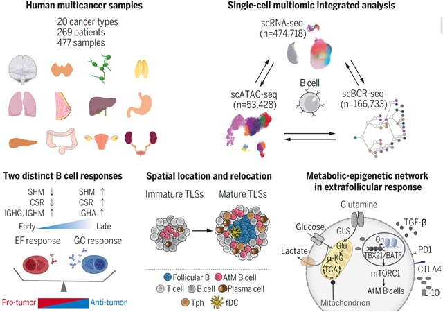 研究揭示腫瘤浸潤B細(xì)胞應(yīng)答模式及免疫治療新方向-肽度TIMEDOO