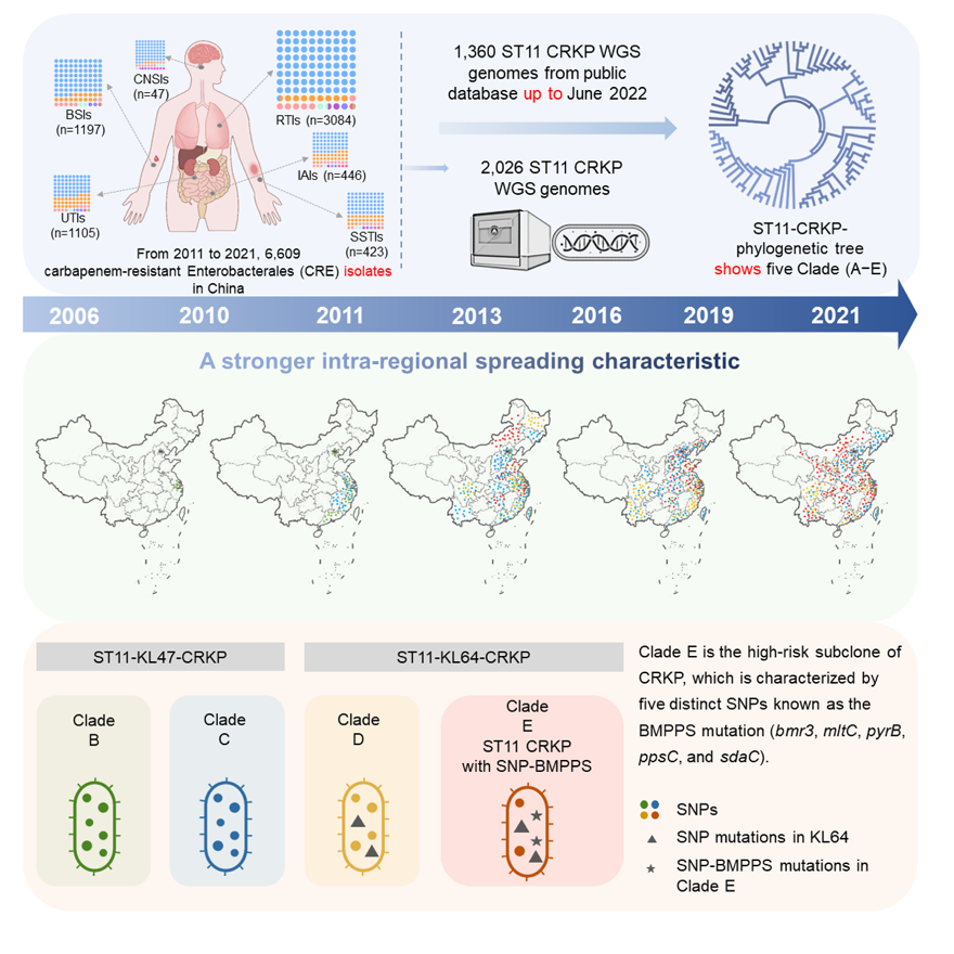 北大人民醫(yī)院檢驗科王輝教授團(tuán)隊最新成果在國際權(quán)威期刊發(fā)表，揭秘“超級細(xì)菌”進(jìn)化機(jī)制-肽度TIMEDOO