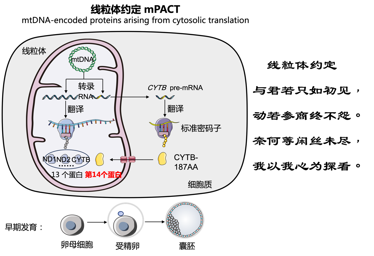 科學(xué)家首次發(fā)現(xiàn)線粒體基因編碼第14個(gè)蛋白質(zhì)-肽度TIMEDOO