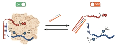 新型抗凝劑保手術(shù)無出血風(fēng)險(xiǎn)-肽度TIMEDOO