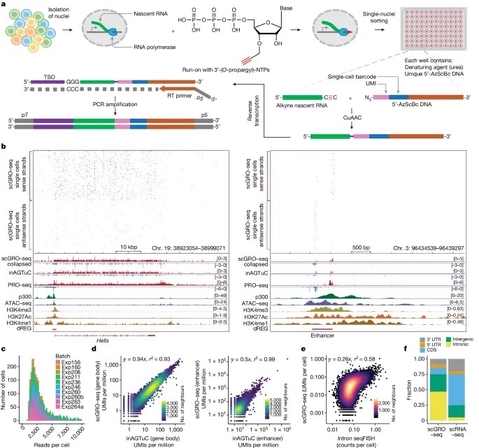 MIT科學(xué)家發(fā)明單細(xì)胞新生RNA測(cè)序新技術(shù)-肽度TIMEDOO