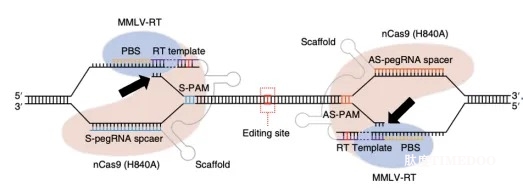 世界首創(chuàng)！Nature最新公布！國(guó)內(nèi)醫(yī)藥生物領(lǐng)域再次打破“枷鎖”！科研之路再度揚(yáng)帆起航！-肽度TIMEDOO