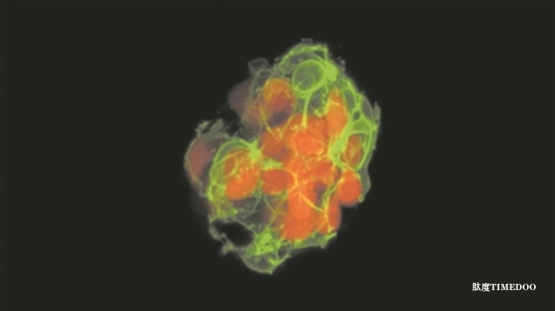 控制血糖的“第一反應(yīng)”細(xì)胞發(fā)現(xiàn)-肽度TIMEDOO