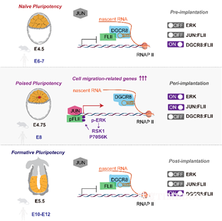 圖1.png 北京大學(xué)生命科學(xué)學(xué)院杜鵬課題組發(fā)現(xiàn)由DGCR8/FLII/JUN介導(dǎo)的瞬時(shí)轉(zhuǎn)錄激活事件調(diào)控著床期胚胎的形態(tài)轉(zhuǎn)變-肽度TIMEDOO
