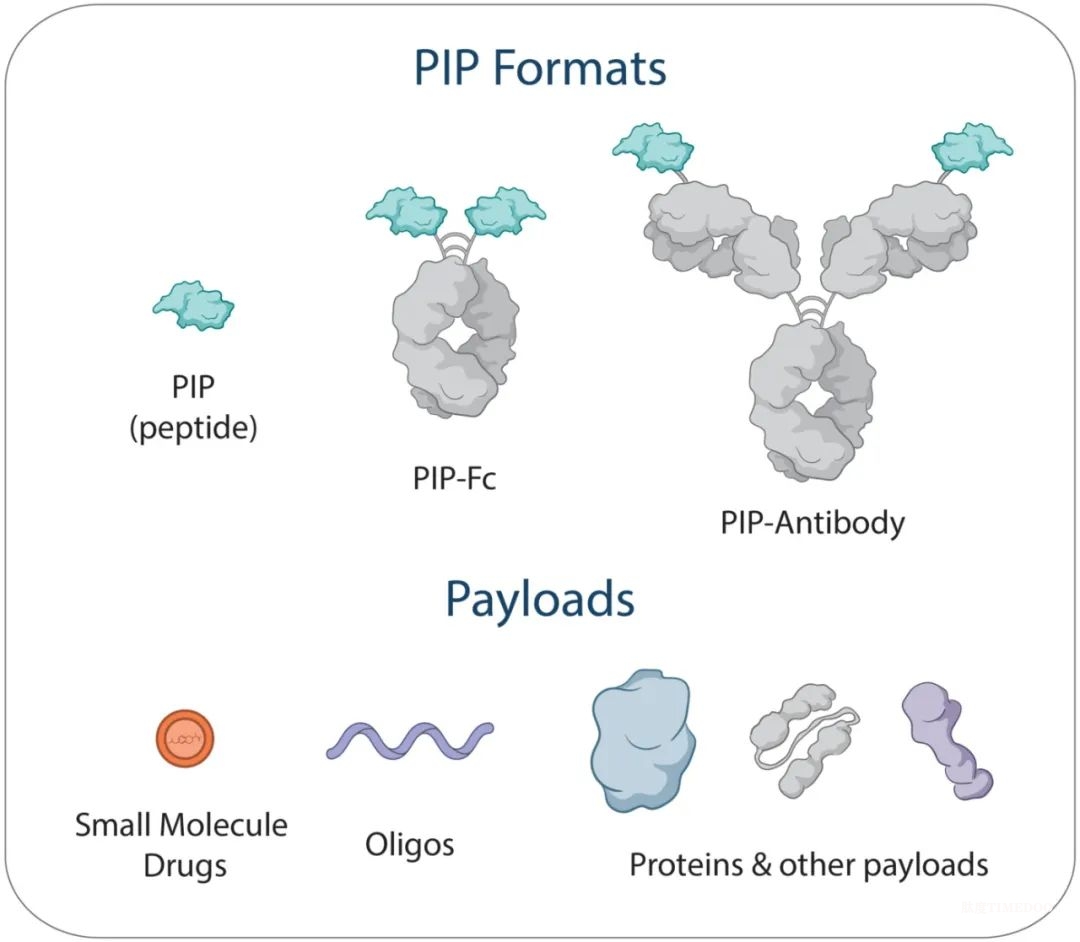 TwoStep利用工程肽載體開發(fā)靶向?qū)嶓w腫瘤的創(chuàng)新療法——首創(chuàng)的靶向遞送載體-肽度TIMEDOO