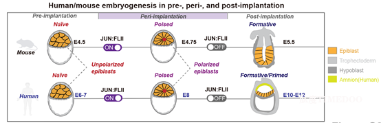 圖4.png 北京大學(xué)生命科學(xué)學(xué)院杜鵬課題組發(fā)現(xiàn)由DGCR8/FLII/JUN介導(dǎo)的瞬時(shí)轉(zhuǎn)錄激活事件調(diào)控著床期胚胎的形態(tài)轉(zhuǎn)變-肽度TIMEDOO