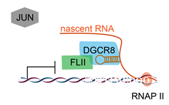 圖2.png 北京大學(xué)生命科學(xué)學(xué)院杜鵬課題組發(fā)現(xiàn)由DGCR8/FLII/JUN介導(dǎo)的瞬時(shí)轉(zhuǎn)錄激活事件調(diào)控著床期胚胎的形態(tài)轉(zhuǎn)變-肽度TIMEDOO