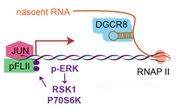 圖3.png 北京大學(xué)生命科學(xué)學(xué)院杜鵬課題組發(fā)現(xiàn)由DGCR8/FLII/JUN介導(dǎo)的瞬時(shí)轉(zhuǎn)錄激活事件調(diào)控著床期胚胎的形態(tài)轉(zhuǎn)變-肽度TIMEDOO