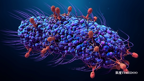 揭示抗病毒免疫的新機(jī)制:一種逆轉(zhuǎn)錄酶如何通過(guò)基因合成實(shí)現(xiàn)細(xì)胞生長(zhǎng)停滯-肽度TIMEDOO