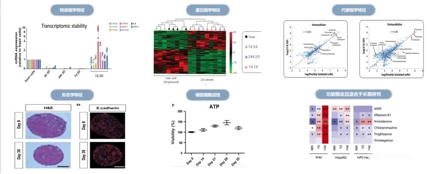 合珀生物完成數(shù)百萬元天使輪融資，加速3D器官模型研發(fā)，助力革新藥物研發(fā)進程-肽度TIMEDOO