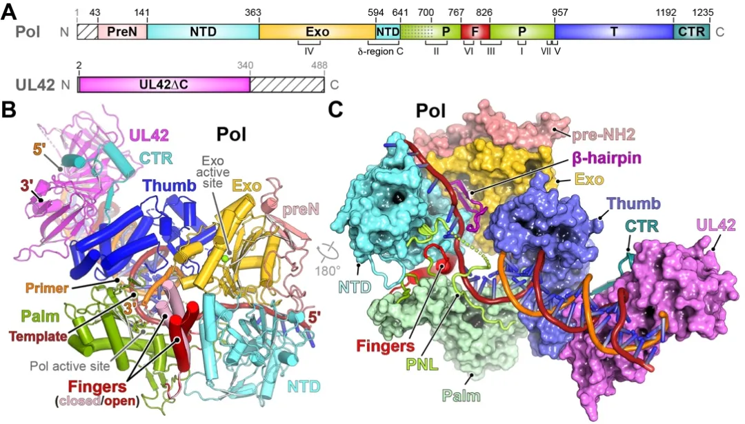 Cell發(fā)文！上海大學(xué)卞月珉教授作為共同第一作者發(fā)表最新研究成果-肽度TIMEDOO